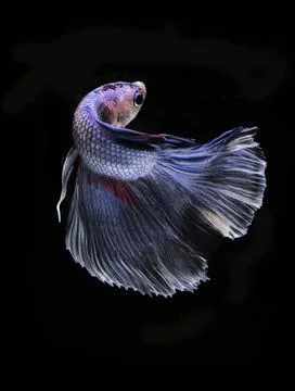 Portrait of a betta fish Stock Photos