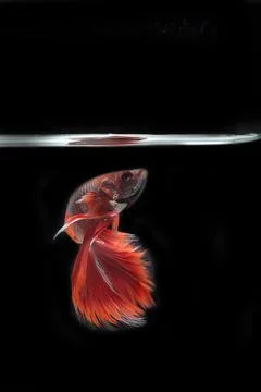 Portrait of a betta fish Stock Photos