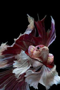 Portrait of a betta fish Stock Photos