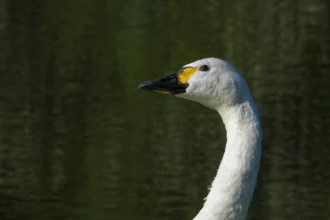Portrait of a Bewick's swan Stock Photos