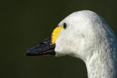 Portrait of a Bewick's swan Foto stock