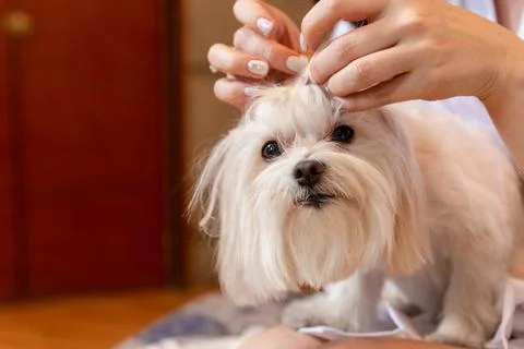 Portrait of bichon maltes while being combed for the party Stock Photos