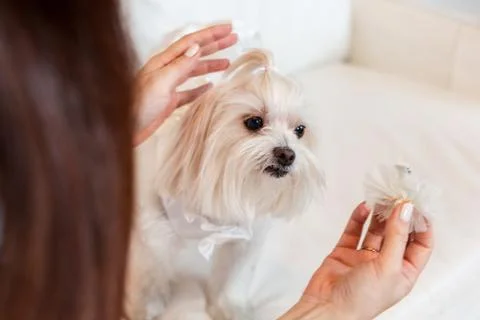 Portrait of a bichon maltes while being dressed for the party Stock Photos
