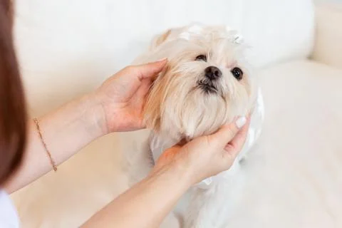 Portrait of a bichon maltes while being dressed for the party Stock Photos