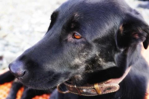 Portrait of big brooding dog. Black dog with bright eyes. Russia Stock Photos
