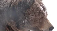 Portrait Of Big Brown Bear Looking To Camera, Snowing Weather  Stock Footage