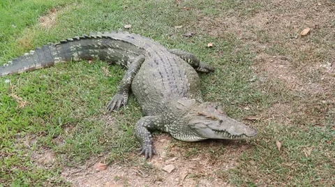 Portrait of big crocodile Stock Footage 48628306