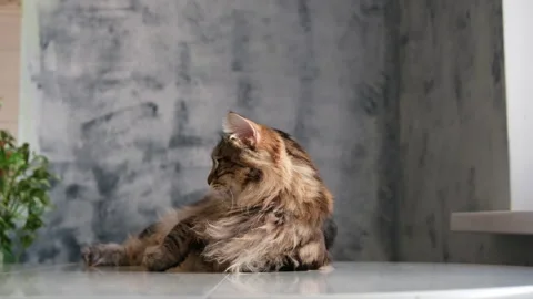 Portrait big fluffy cat resting in home interior Stock Footage 312355893
