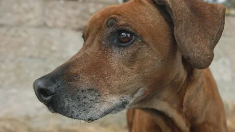 Portrait of big ginger dog Stock Footage 73473358