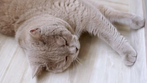 Portrait, Big Gray Fluffy British Cat Lies on his Back in the Room Stock Footage 314226879