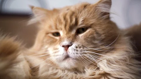 Portrait of a big red cat Stock-Footage 104362298