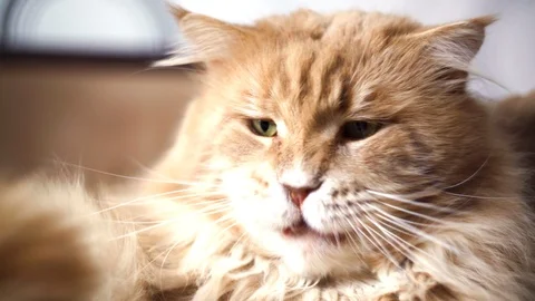 Portrait of a big red cat 動画素材 104364792