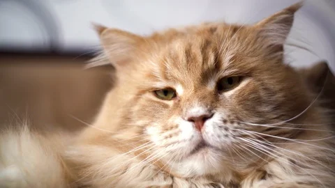 Portrait of a big red cat 動画素材 104364823