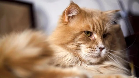 Portrait of a big red cat 動画素材 104367493