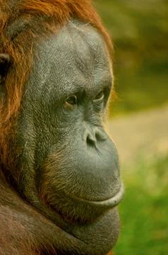 Portrait of a big redhead monkey. Animals in nature on our earth. Orangutan Stock Photos
