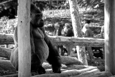 A portrait of a big strong silverback gorilla sitting in a wooden house outsi Stock Photos