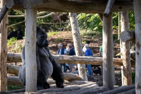 A portrait of a big strong silverback gorilla sitting in a wooden house outsi Stock Photos