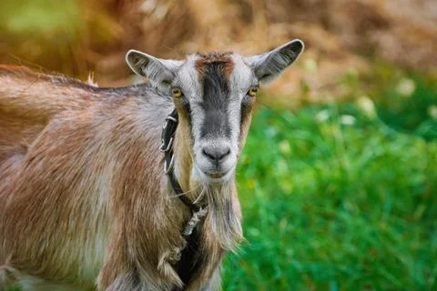 Portrait of Billy Goat Stock Photos