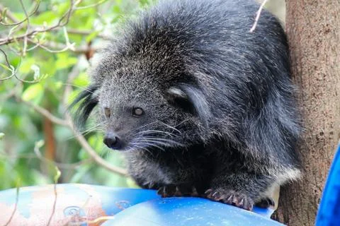 Portrait of binturong Stock Photos
