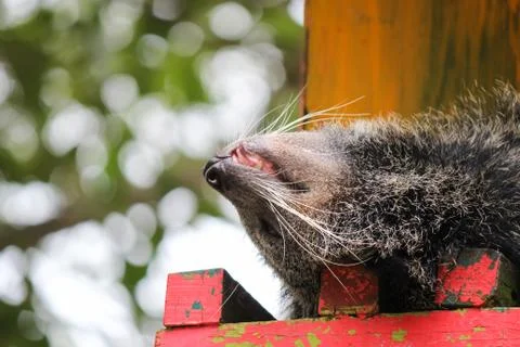 Portrait of binturong Stock Photos