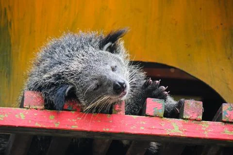 Portrait of binturong Stock Photos