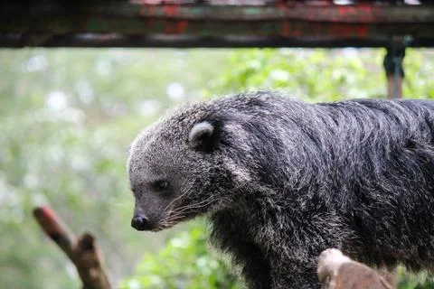 Portrait of binturong Stock Photos