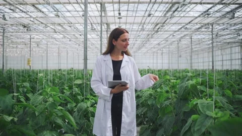 Portrait of bioengineer, scientist collecting data for research on new variety Video stock 279248604