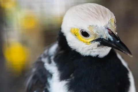 Portrait of bird with blur background Stock Photos