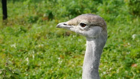 Portrait of a bird in profile. Stock Footage 140878600