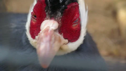 Portrait of a bird with red cheeks. 库存影片 140343532