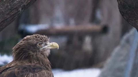 Portrait of a bird, this is a white-tailed eagle. Stock Footage 179982341