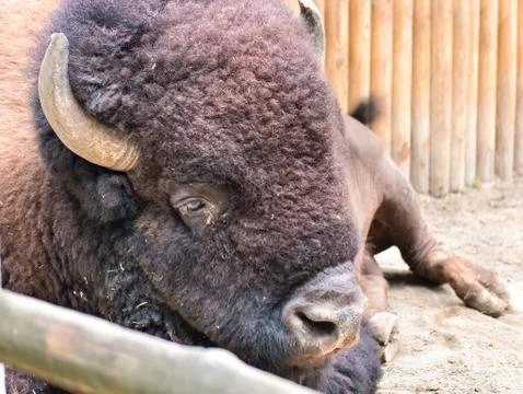 Portrait of a bison Stock Photos