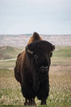 Portrait of a Bison Stock Photos