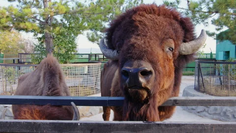 Portrait of a bison in the zoo Video stock 196731183