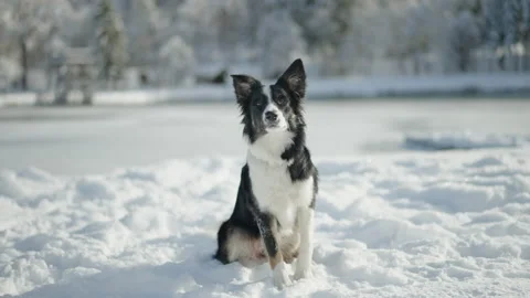 Portrait of a black and white Border Collie dog that is sitting in the snow  動画素材 196291079