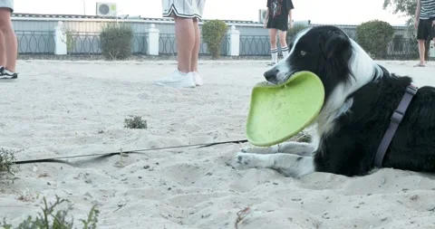 Portrait of a black and white border collie with a frisbee in his teeth against Stock Footage 291098694