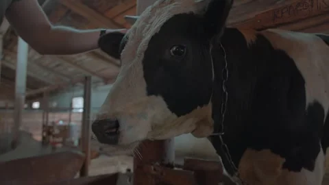 Portrait of black and white cute cow in barn on ranch. Concept of livestock Stock-Footage 273620681