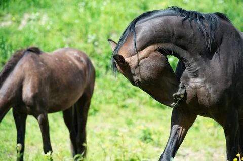 Portrait of black brood mare scratching  at pasture around herd. summer sun.. Stock Photos