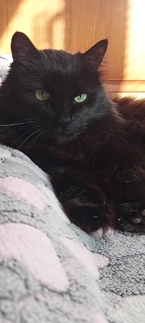 Portrait of a black cat peeking out from under a blanket during a cold snap. A Stock Footage 322943553