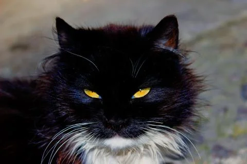 Portrait of a black cat Stock Photos