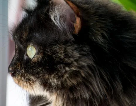 Portrait of a black cat Stock Photos