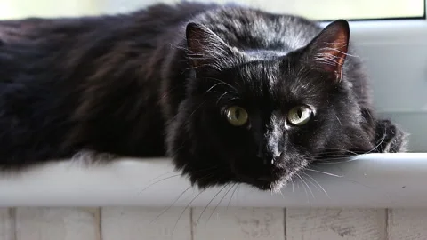 Portrait of a black cat on the windowsill Stock Footage 165421990
