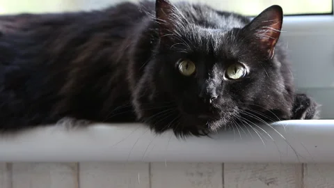 Portrait of a black cat on the windowsill Stock Footage 165421993