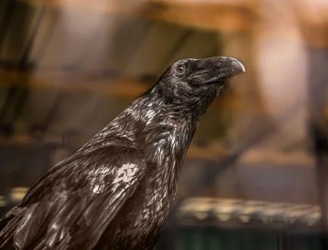 The portrait of a black crow is extremely expressive and can be a good back.. Stock Photos