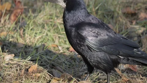 Portrait of a black crow with a nut in its beak against the backdrop of nature Stock Footage 306064354