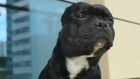 Portrait of the black dog outside Stock Footage 192913762