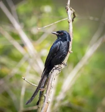 Portrait of a black drongo Stock Photos