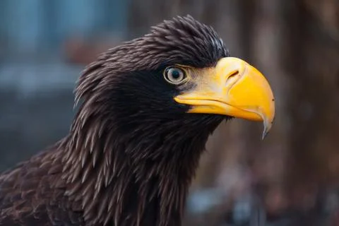 Portrait of a black eagle Stock Photos