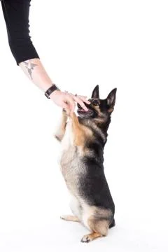 Portrait of black eared dog doing a trick Stock Photos