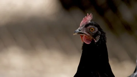 Portrait of a black hen in profile Stock Footage 91399802
